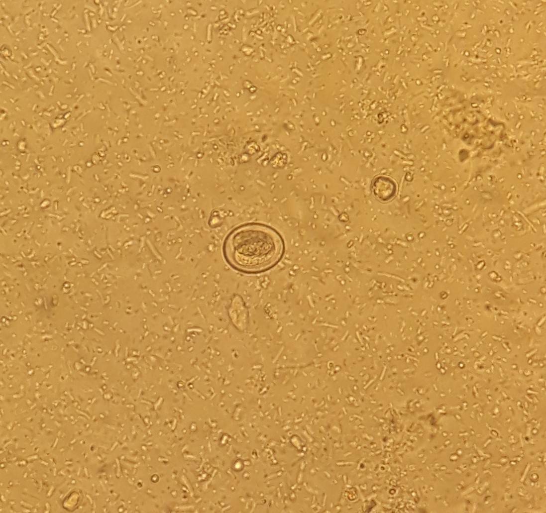 isospora par le laboratoire vet'analys à hyères 83