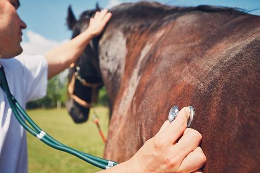PCR rhinopneumine equine