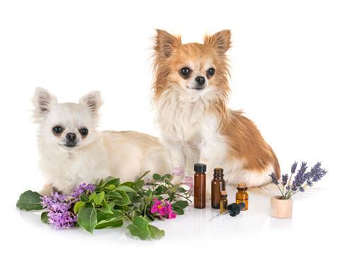 Aromatogramme vétérinaire chien par le laboratoire VET'ANALYS à NICE 06