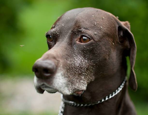 leishmaniose canine par le laboratoire VET'ANALYS à Hyères 83