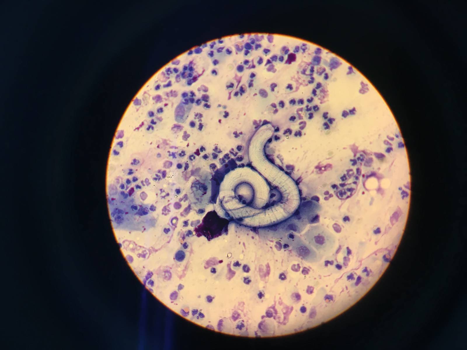 Cytologie par le laboratoire Vetanalys à Hyères 83