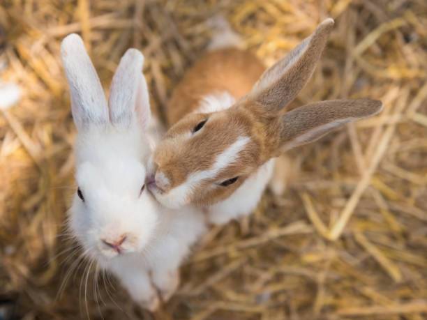 Encephalitozoonose chez le lapin par le laboratoire VETANALYS à hyères 83