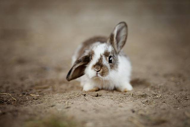 Encéphalitozoonose chez le lapin au laboratoire VETANALYS à marseille 13