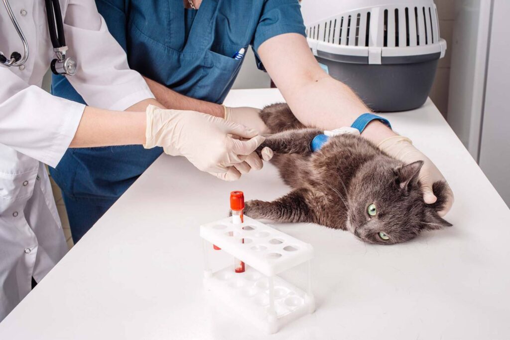 VET'ANALYS Laboratoire d’Analyses Vétérinaires à Hyères Var 83