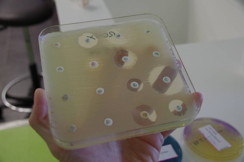 antibiogramme veterinaire en milieu gélosé
