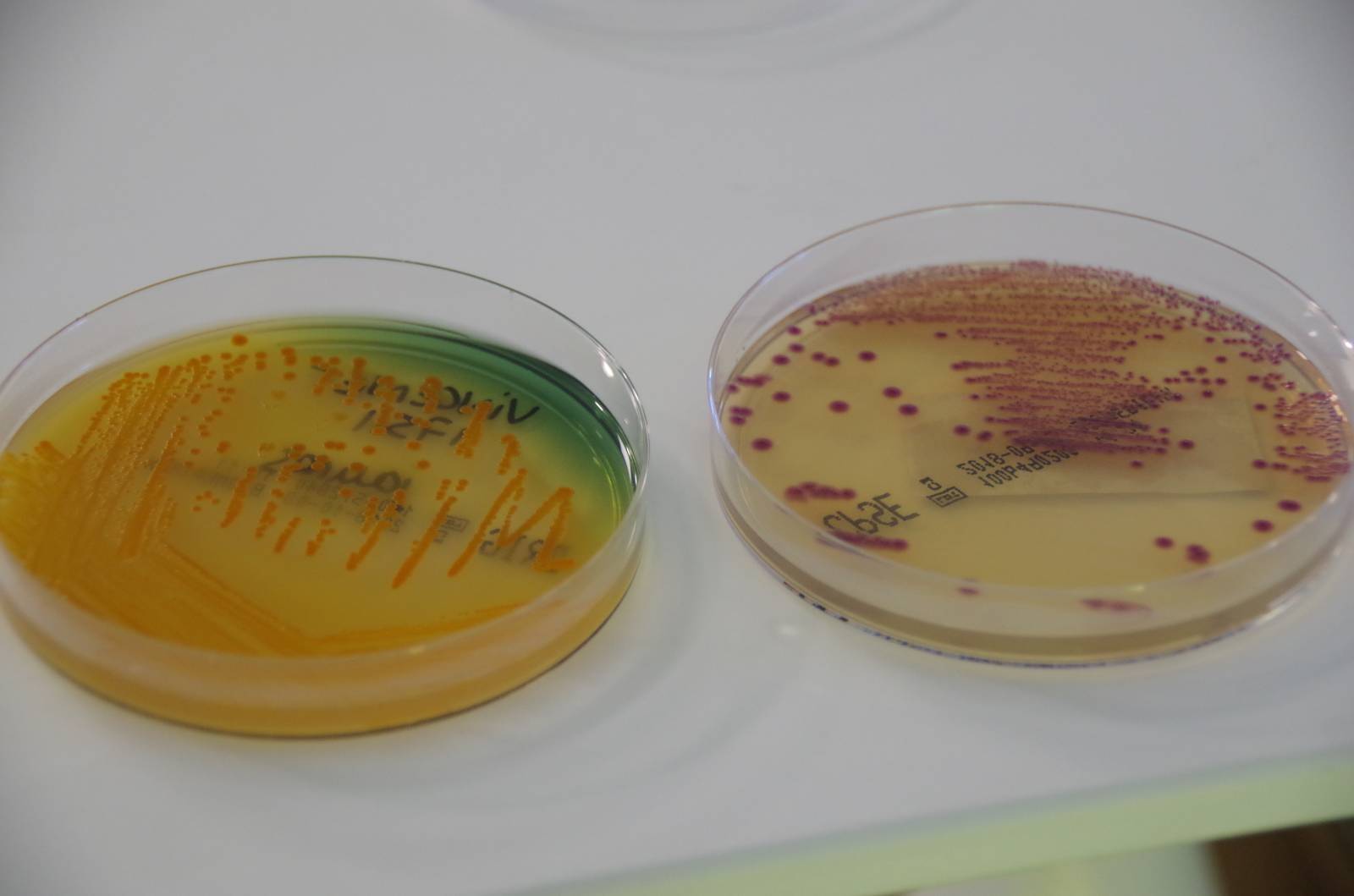 Boites de pétri au laboratoire vet'analys à hyères