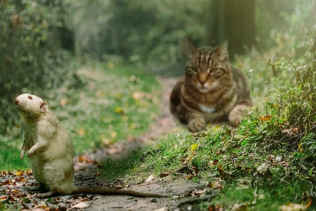 Comment diagnostiquer une intoxication aux raticides chez le chien et le chat?