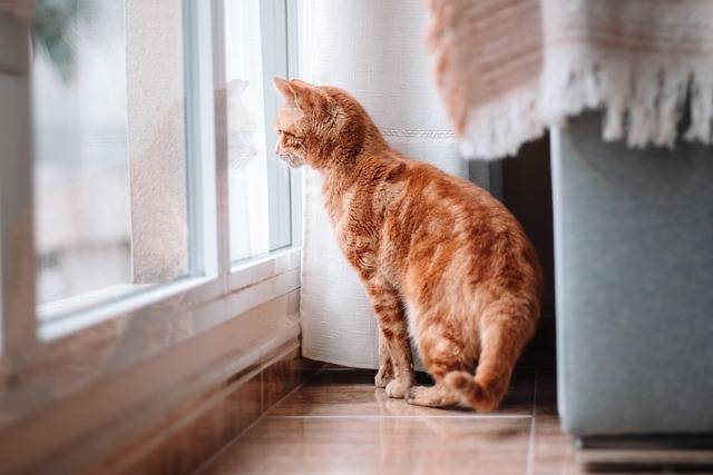 Quel est le meilleur prélèvement pour le diagnostic de la teigne chez les animaux de compagnies?