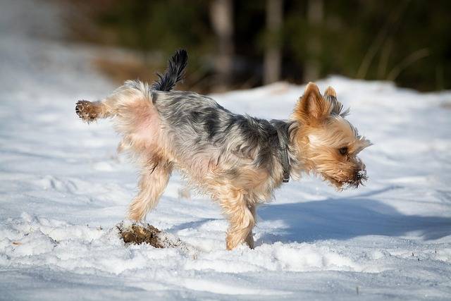 Combien de temps traiter une infection urinaire chez le chat et le chien? Le LABORATOIRE VETANALYS à NICE 06 vous répond