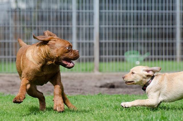 La giardiose peut elle être à l'origine de troubles du comportement chez le chiot? Le laboratoire VETANALYS à Marseille 06 vous répond