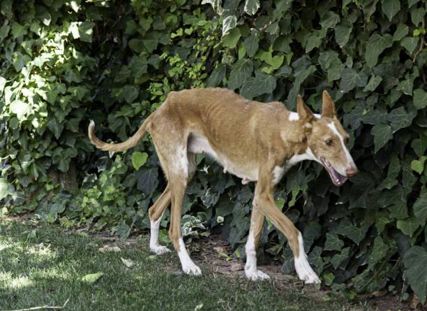 Quels sont les analyses recommandées par le laboratoire VETANALYS à Hyères 83 pour le suivi d'un chien leishmanien?
